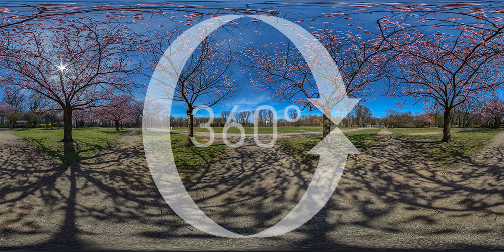 Kirschblüte im Fredenbaumpark